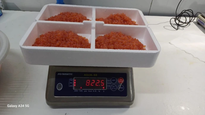 Salmon Egg weıghted to be shıpped