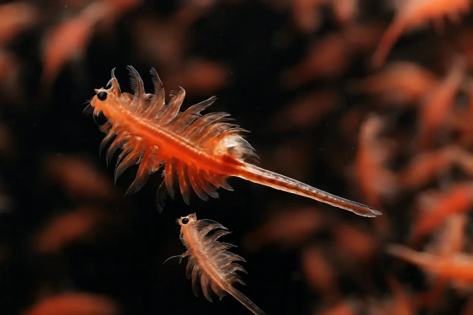 artemia
