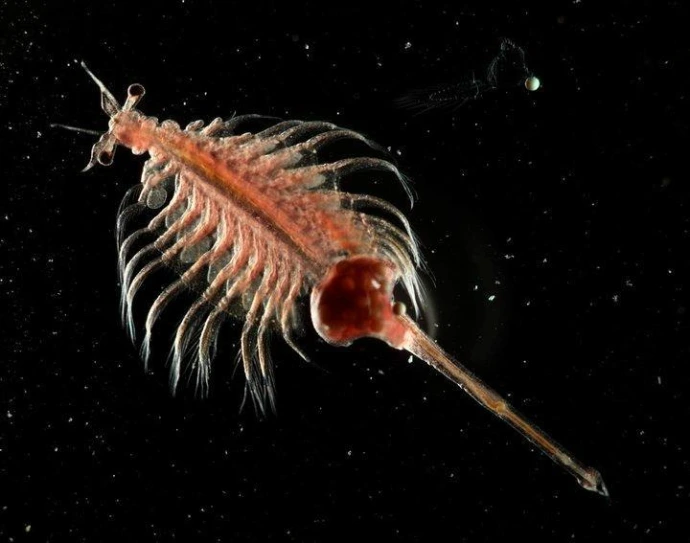 artemia