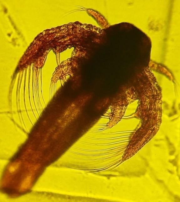 artemia