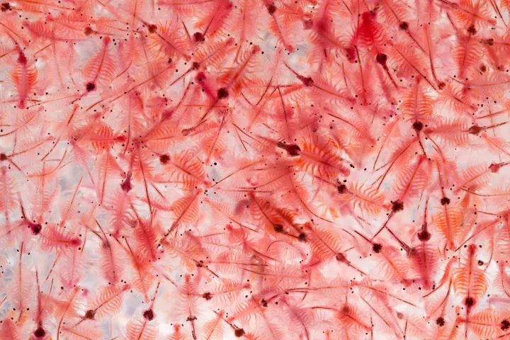artemia