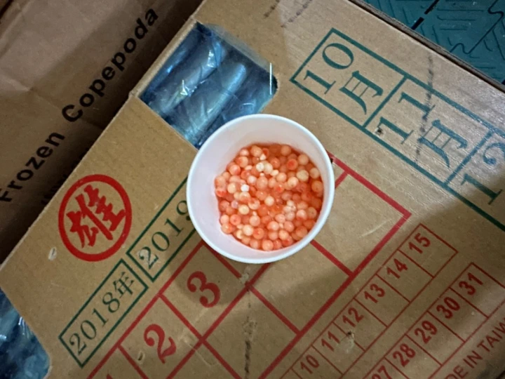 salmon-eggs
