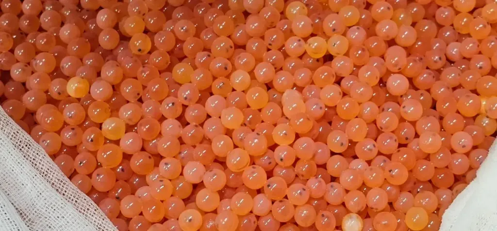 Blog Post 'Fertilized Salmon Eggs_ Where Every Salmon Farming Journey Begins' cover image.webp