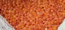 Blog Post 'Fertilized Salmon Eggs_ Where Every Salmon Farming Journey Begins' cover image.webp
