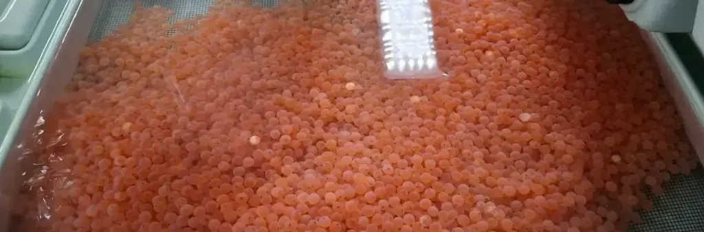 Blog Post 'VARS Aquaculture: The First and Largest Supplier of Salmon Eggs in South Korea' cover image.webp